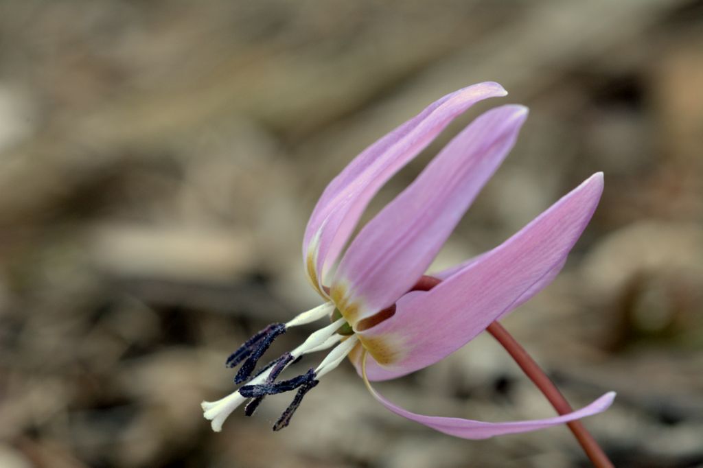 Variabilit cromatica dell''Erythronium dens-canis